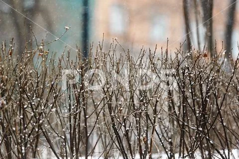 Dried shrub stands under falling snow in winter on a white background Stock Photos