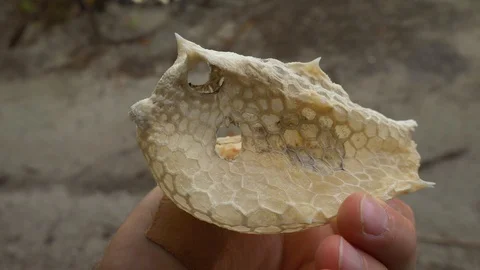 Dried skeleton of horned box fish formed by fused scales Stock Footage 107892707