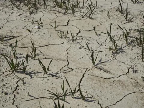 Dried soil surface in a field Stock Photos