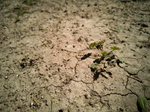 Dried soil texture Stock-Fotos