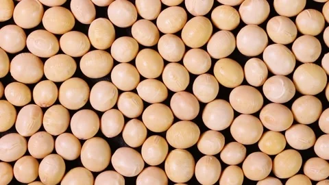 Dried soybeans close up, rotating Stock Footage 304770847