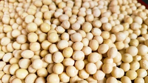 Dried soybeans close up, rotating Stock-Footage 304771236
