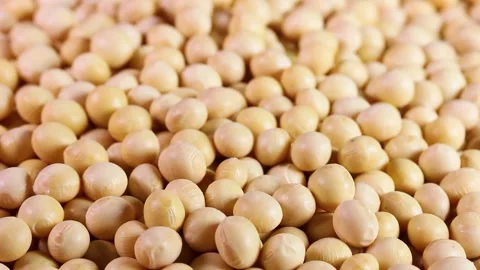 Dried soybeans close up rotating Stock Footage 305962988