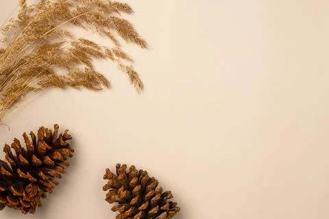 Dried spikelet grass with pine cones on a beige background. Copy space. Fla.. Stock Photos