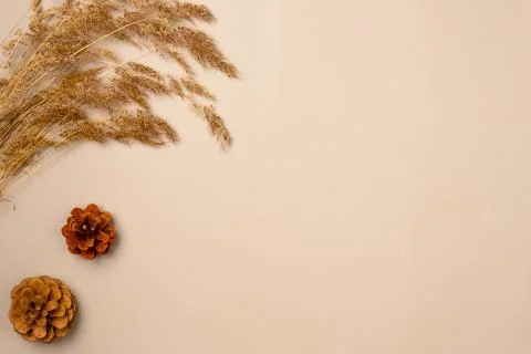 Dried spikelet grass with pine cones on a beige background. Copy space. Fla.. Foto stock