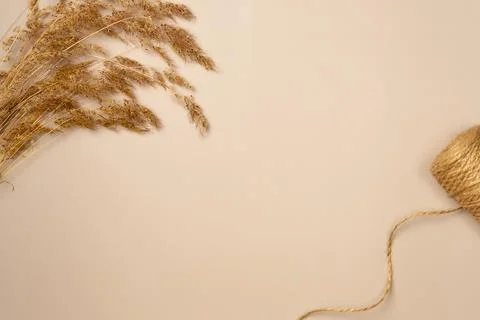 Dried spikelet grass with string on a beige background. Autumn concept. Copy  Stock Photos