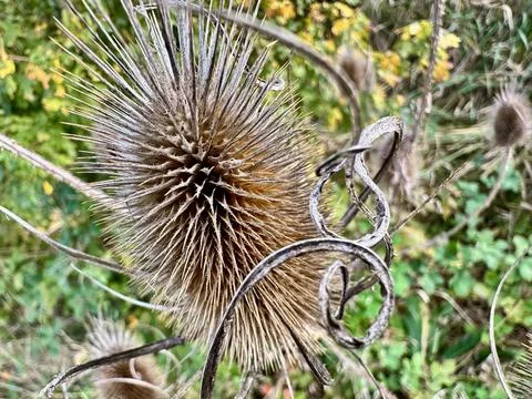 A dried, spiky thistle head Stock Photos