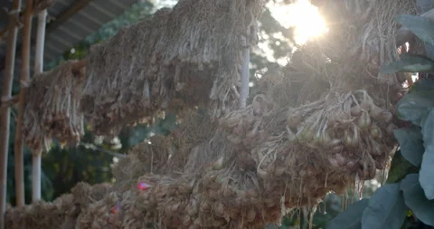 Dried spring onions.Preparing onion varieties for the next awakening. Stock Footage 301330135