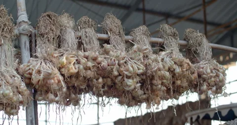 Dried spring onions.Preparing onion varieties for the next awakening. Stock Footage 301330181