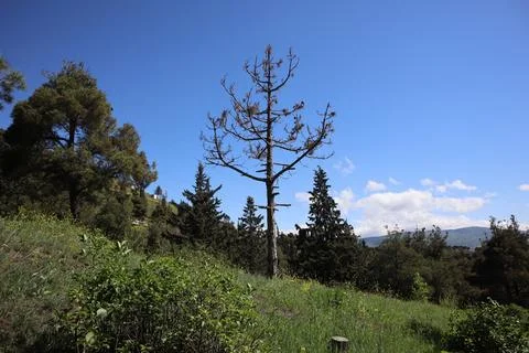 A dried spruce tree alone in the forest Stock Photos