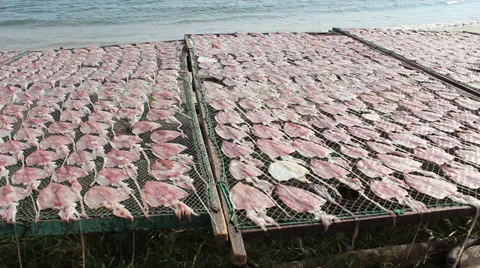 Dried squid Stock Footage 29182045