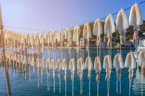 Dried squid hanging on string with ray sunlight at Yobuko Port located on the Hi Stock Photos