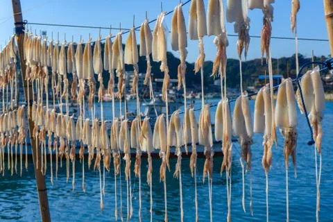 Dried squid hanging on string at Yobuko Port located on the Higashi Matsuura Pen Stock Photos