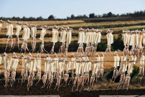 Dried Squid on a line Stock Photos