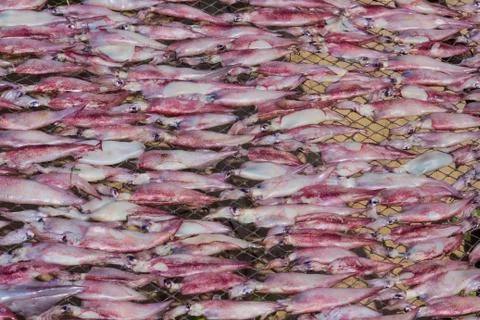 Dried squid Stock Photos