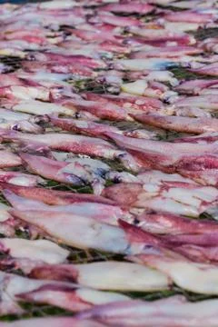 Dried squid Stock Photos