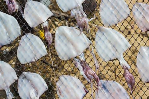 Dried squid Stock Photos