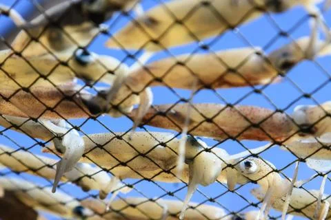 Dried squid Stock Photos