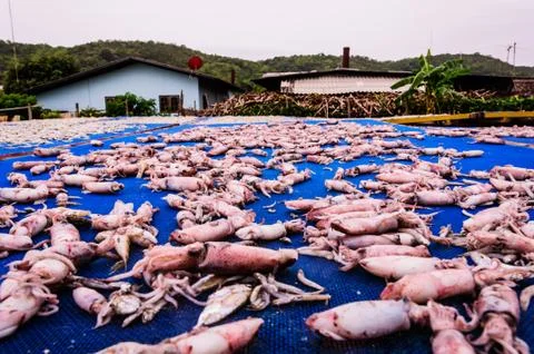 Dried squid Stock Photos