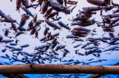 Dried squid Stock Photos