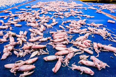 Dried squid Stock Photos