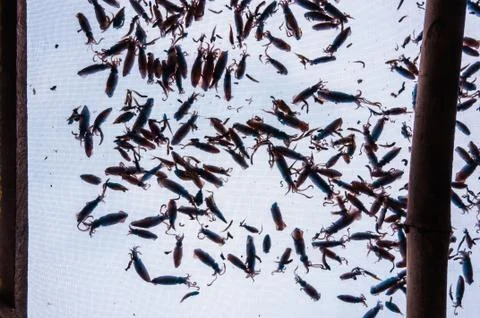 Dried squid Stock Photos