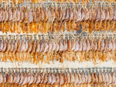 Dried squid Stock Photos