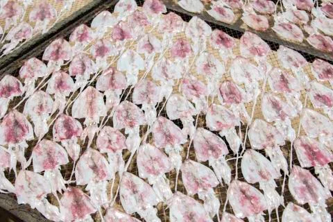 Dried squid Stock Photos