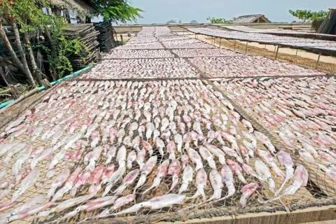 Dried squid Stock Photos