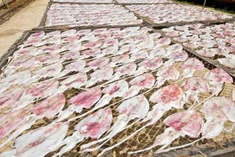 Dried squid Stock Photos