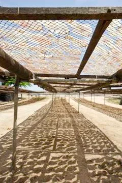 Dried squid Stock Photos