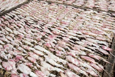 Dried squid Stock Photos
