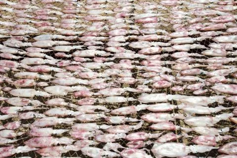 Dried squid Stock Photos