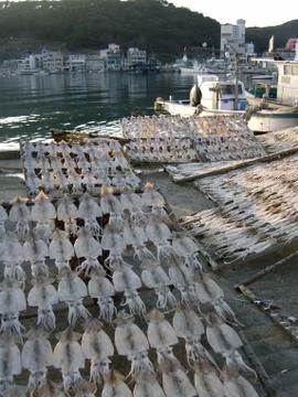 Dried squid Foto stock