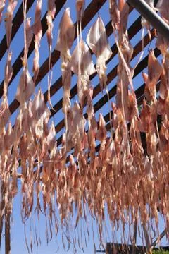 Dried squid by sun Stock Photos
