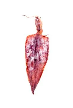 Dried squid on white background Stock Photos