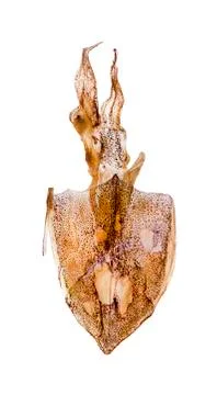Dried squids on white background Stock Photos