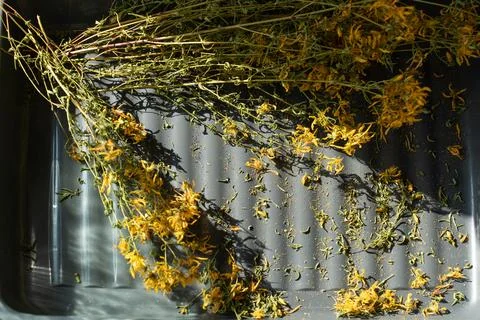 Dried St. John's wort ,Hypericum with yellow flowers on a gray background Stock Photos