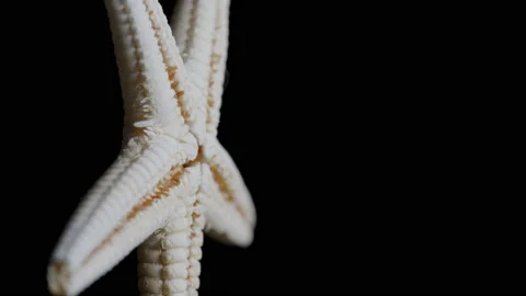 A dried starfish smoothly rotating against a black background. 4K locked tripod Stock Footage 169119973