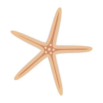 Dried starfish. Starfish flat icon. Sea animal cartoon style. Echinoderm. 스톡 일러스트