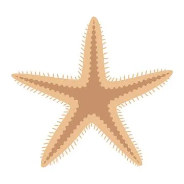Dried starfish. Starfish flat icon. Sea animal cartoon style. Echinoderm. Illustrazione stock