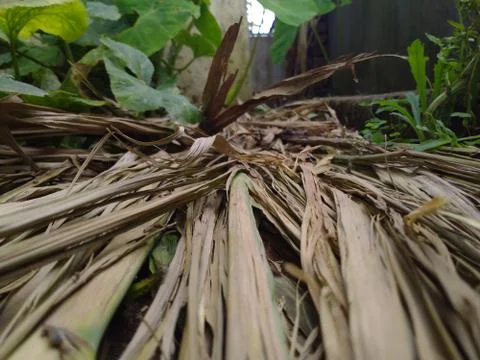 Dried stem of sugarcane lying in the ground. Stock Photos