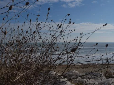 Dried stems on the beach Stock Photos