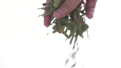 Dried Stevia leaves falling from hand in 4K slow motion on white background Stock-Footage 145040940