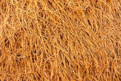 Dried straw background Foto stock