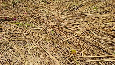 Dried Straw Grass Leaves Pattern Background Stock Photos