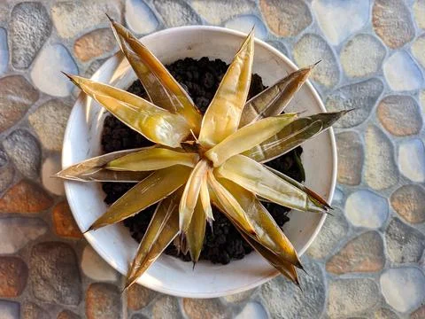 Dried Succulent 写真素材