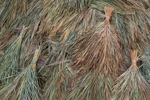 Dried sugar cane background Foto stock