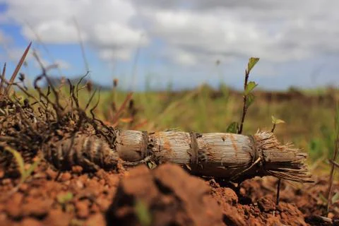 Dried Sugarcane, the forgotten backbone 스톡 사진