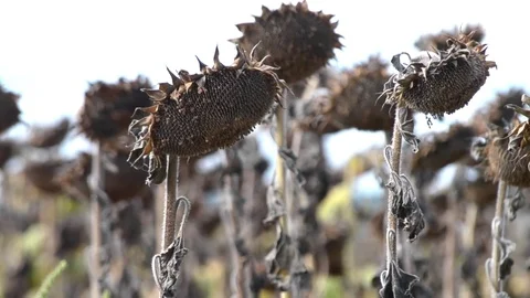 Dried sunflower due to drought Stock Footage 79816735